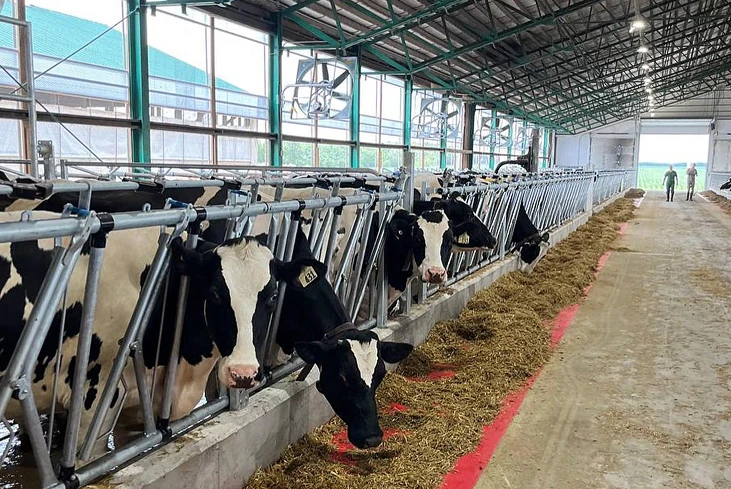 cows in pen feeding on hay